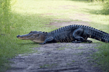 American alligator poops on a trail