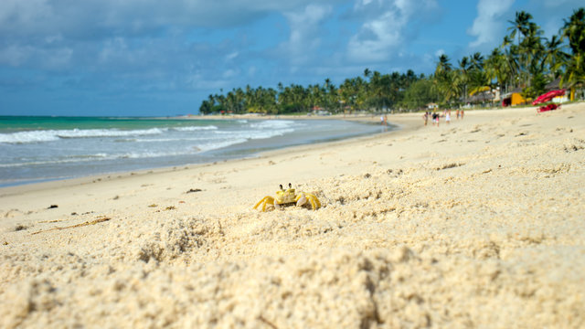 A crab in Tamandar&eacute; Beach, Pernambuco, Brazil