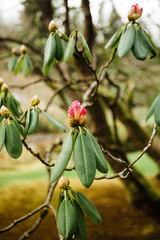 Botanical Garden IIII