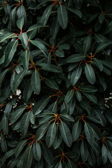 Rhododendron Close Up Dark Foliage