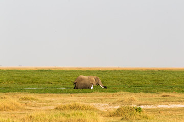 A swamp elephant from Amboseli. Kenya, Africa