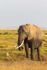 Fototapeta na wymiar Portrait of an elephant from Amboseli. Kenya, Africa