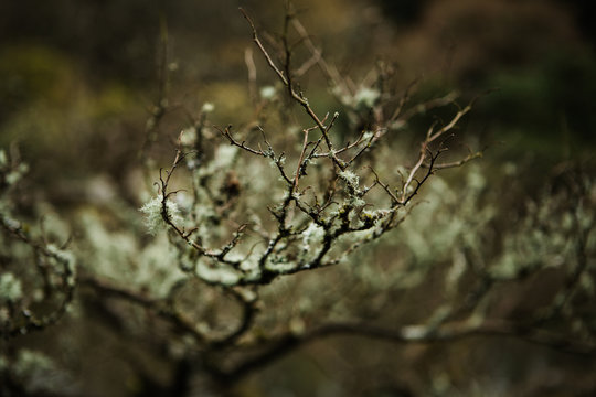 Botanical Garden V