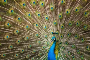 Fotobehang Beautiful peacock showing off his feathers in a courting ritual © eurobanks