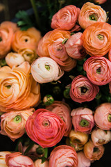 Ranunculus Harvest