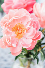 Fototapeta premium Pink Peony