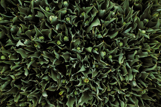 Fototapeta Tulip Foliage