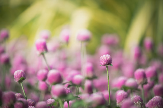 flower head of globe amaranth in the garden