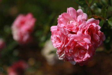 pink rose