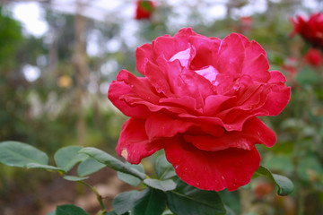 beautiful bush of red rose