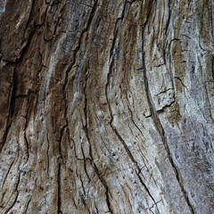 The surface of the old tree with cracks. Photographed close-up.