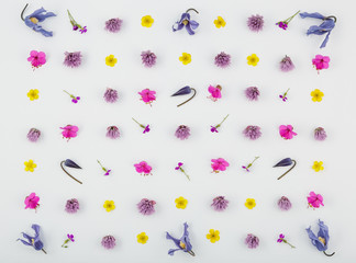 Top view of a flower composition on a white background. A pattern of flowering buds of garden plants
