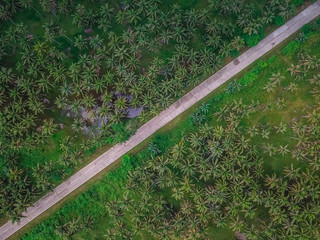 Top down view of tropical palm trees along a road