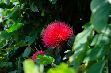 Lehua Flower