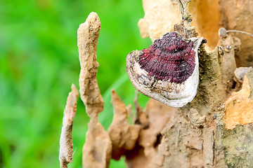 Ganoderma Lucidum likes to grow up in dry wood.