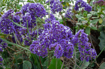 Sea Lavender