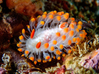 cockerell's dorid nudibranch