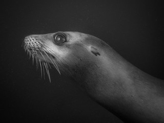 Fototapeta premium sealion portrait
