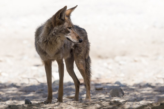 Coyote