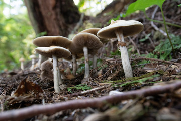 Forest Mushrooms