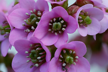 Bergenia on a flower bed in the garden. Photographed close-up.