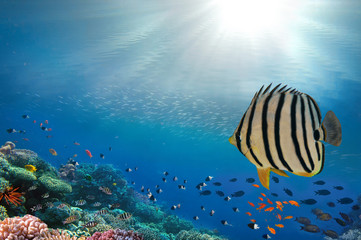 Fototapeta na wymiar Colorful coral reef fishes of the Red Sea