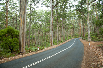 Boranup Forest - Margaret River - Australia