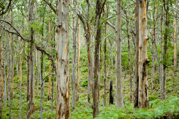 Boranup Forest - Margaret River - Australia
