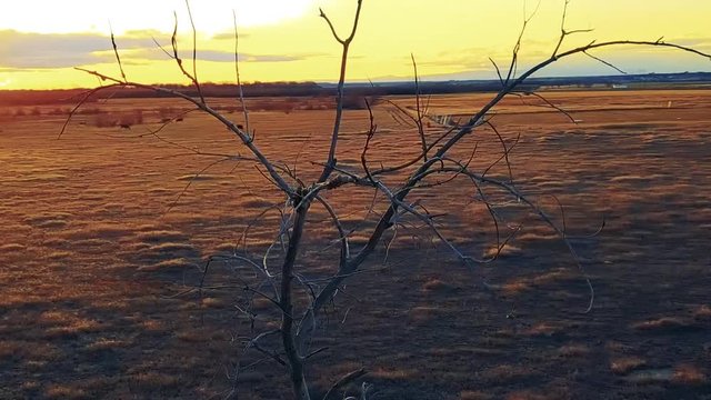 Hawk at Sunset