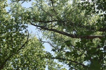 Steppe trees foliage