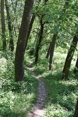 Obraz premium Steppe trees foliage