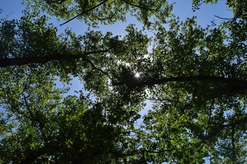 Steppe trees foliage