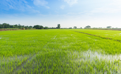 Beautiful green Rice field with blue sky in the morning.