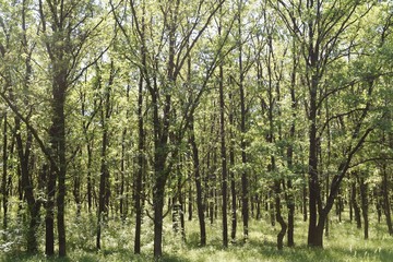 Obraz premium Steppe trees foliage