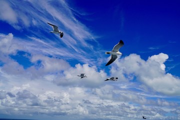 The seagulls in the Saona island in Punta Cana Republica dominicana