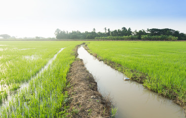 Beautiful green Rice field with blue sky in the morning.