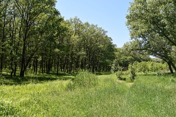 Obraz premium Steppe trees foliage