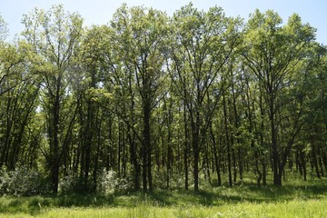 Fototapeta na wymiar Steppe trees foliage