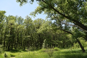 Fototapeta premium Steppe trees foliage