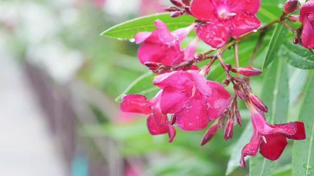 pink Nerium oleander flower after rainy day. close-up, 4k