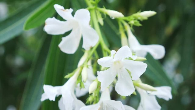 Nerium oleander flower after rainy day. close-up, 4k