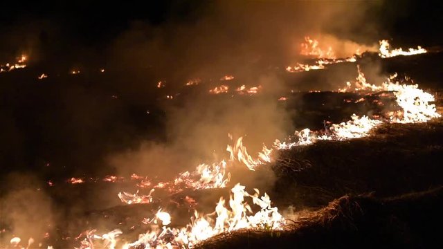 Fire, dry grass burns. 60fps.