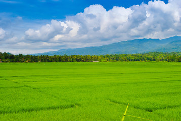 Vast lush green rice padi field with volcano mountain at the horizon in Java Indonesia