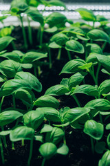 Seedlings of green basil