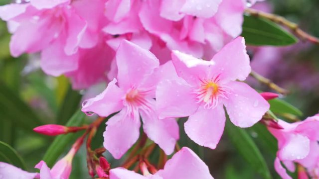 pink Nerium oleander flower after rainy day. close-up, 4k