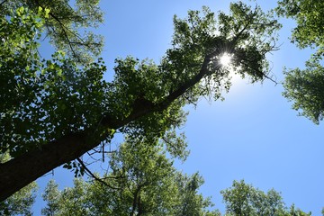 Steppe trees foliage