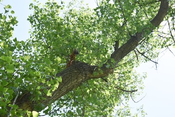 Steppe trees foliage