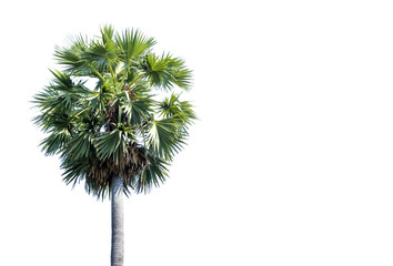 Asian Palmyra palm, Sugar palm, on white sky background,With copy space