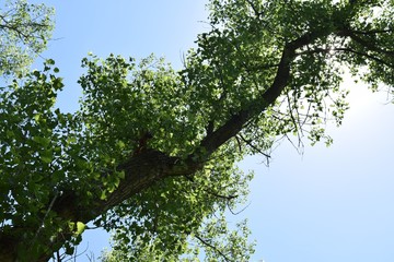 Fototapeta premium Steppe trees foliage