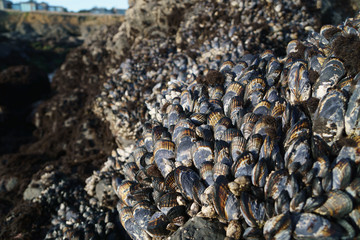 wall of mussels on rocks